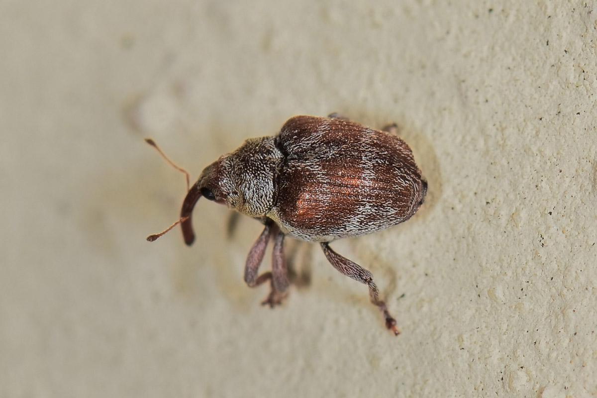 Curculionidae: Coeliodes sp?  S, Coeliodes transversealbofasciatus